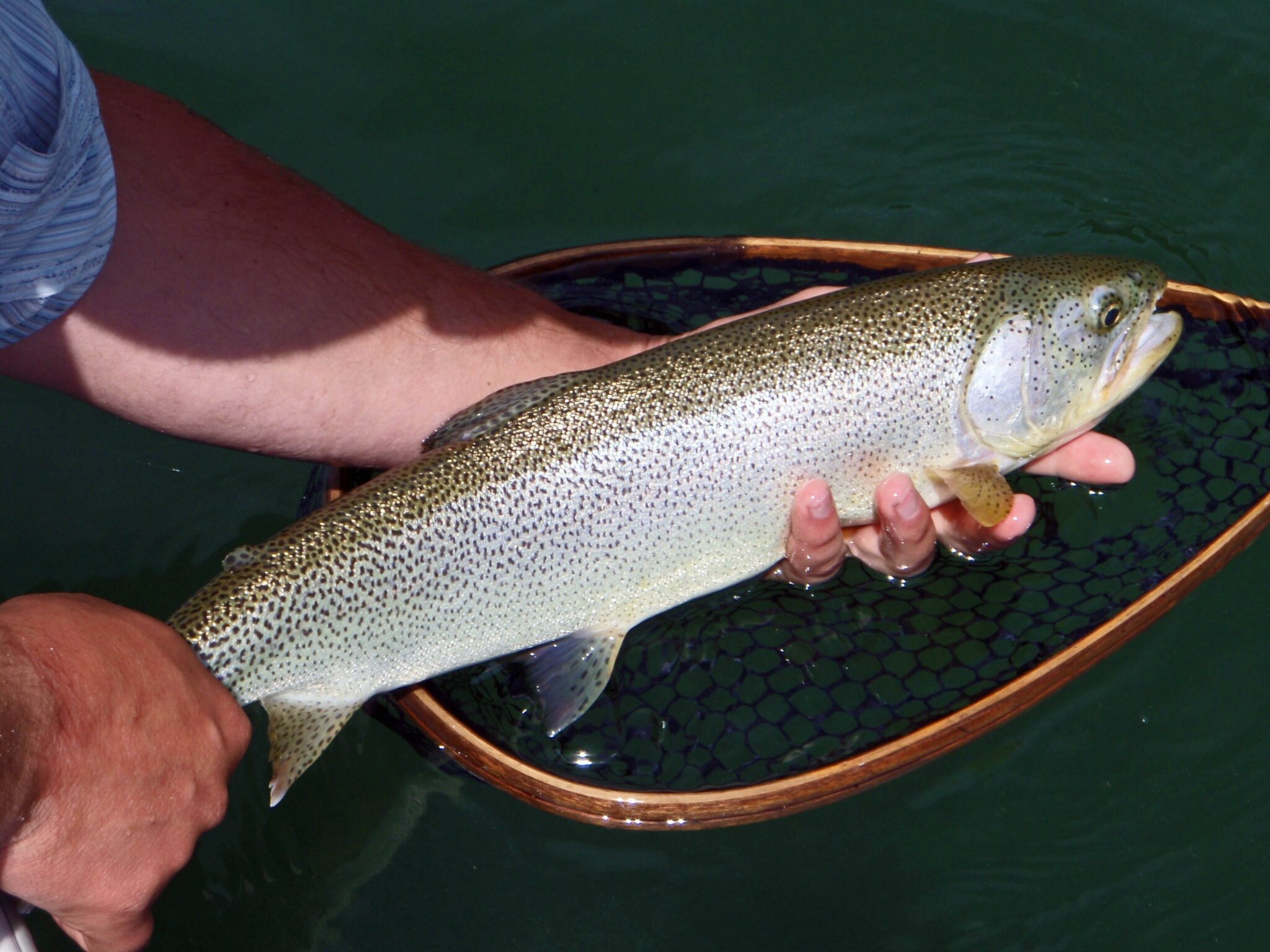 SEA RUN CUTTHROAT SEASON visual data 3